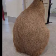卡皮巴拉